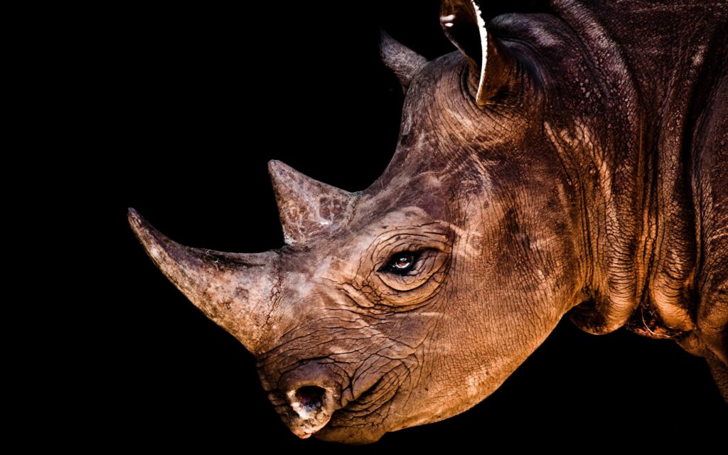 Stunning Rhino Profile Wallpaper: Strength in Texture & Detail