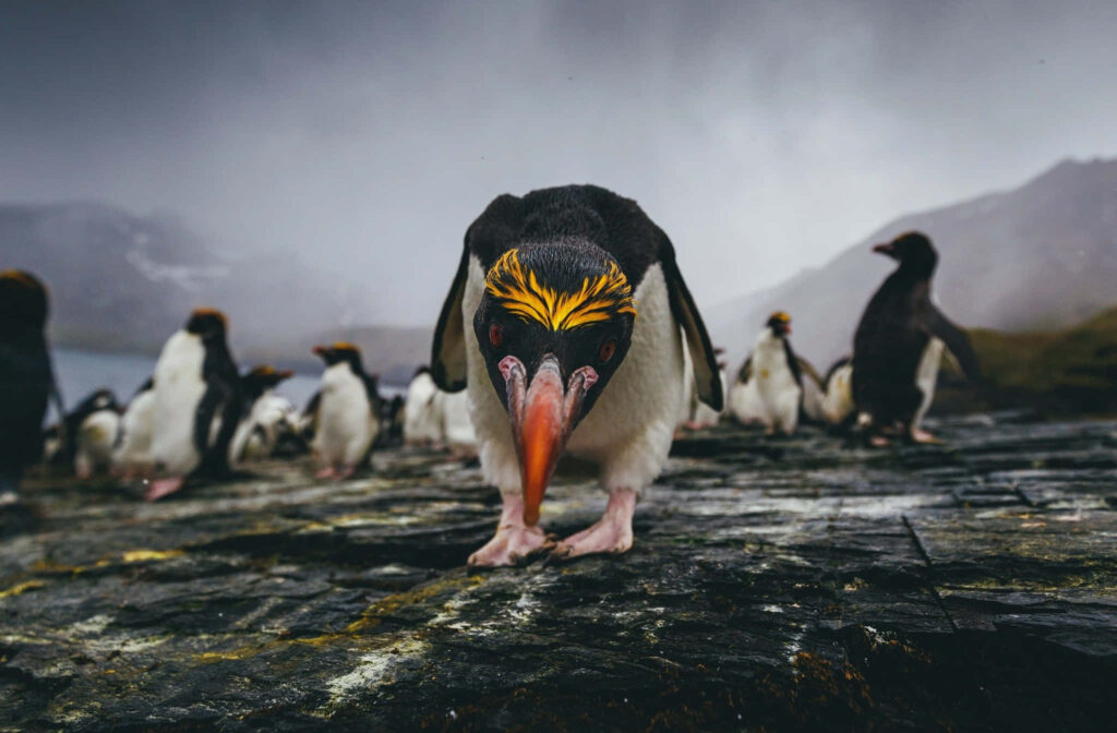 Rockhopper Penguin in Dramatic Overcast Landscape - Vibrant Contrast Wallpaper