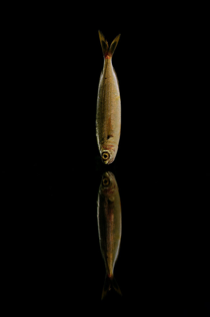 Sardine Wallpaper: Reflective Texture on Deep Black Background