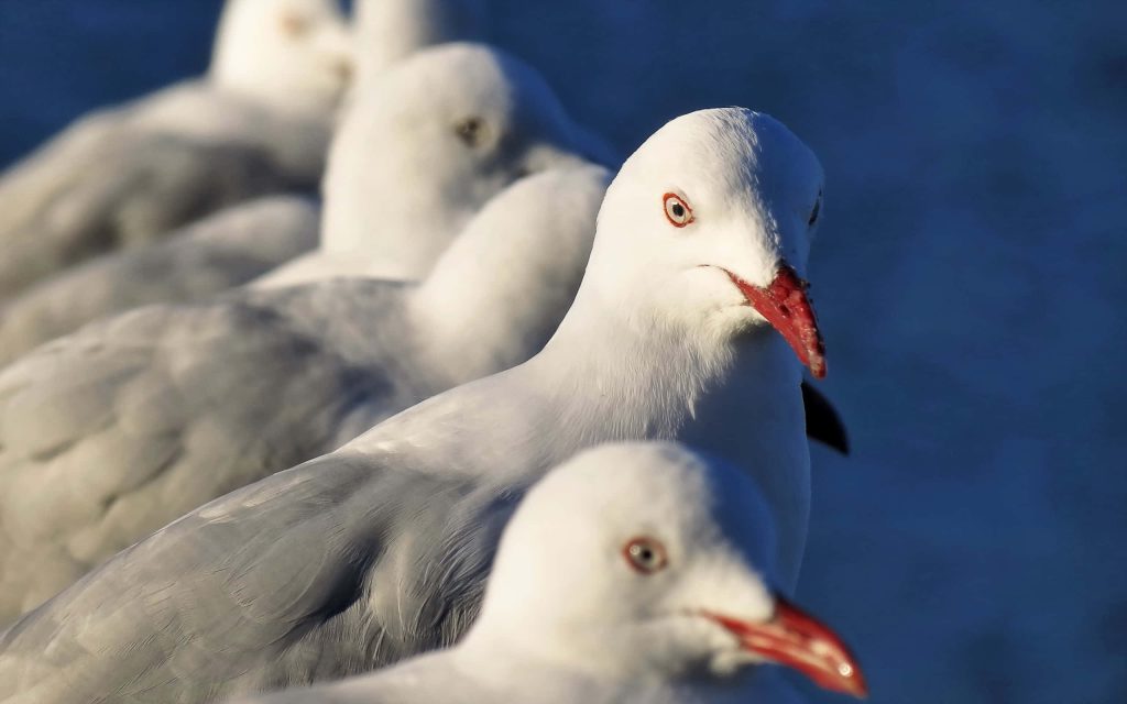 Sharp-focused seagull leader with white feathers and red beak against deep blue sky background Wallpaper