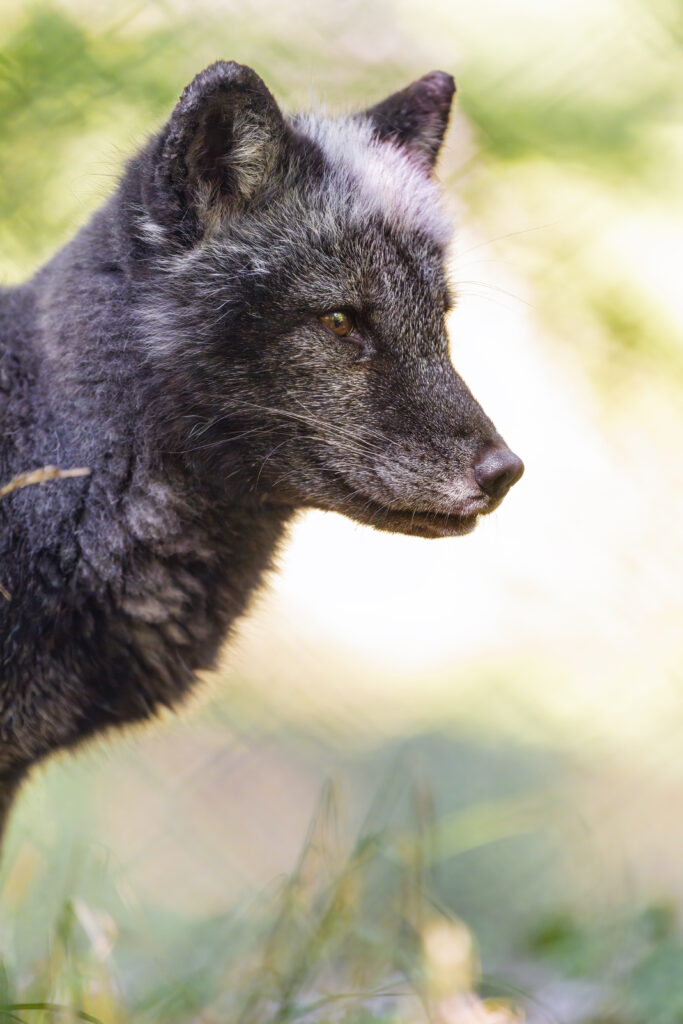 Striking Silver Fox Wallpaper: Intense Gaze & Plush Fur in Nature