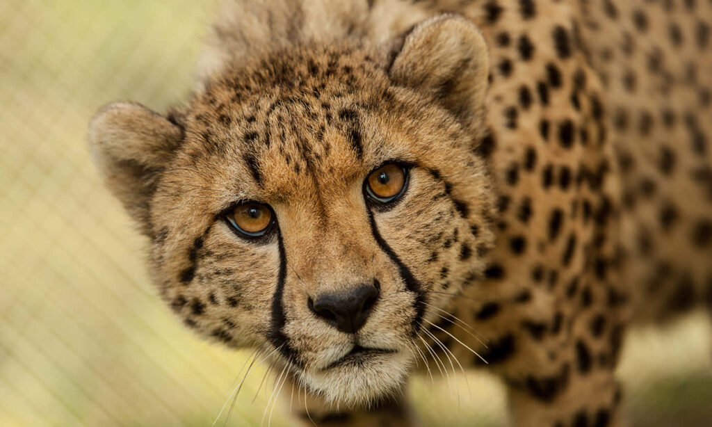 Stunning Close-Up of South African Cheetah: Intense Gaze & Spotted Fur Wallpaper