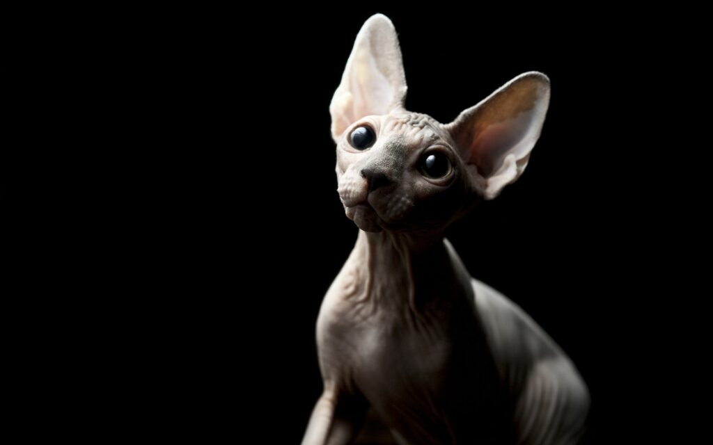 Striking Sphynx Cat Wallpaper 1920x1200 - Mysterious Dark Background