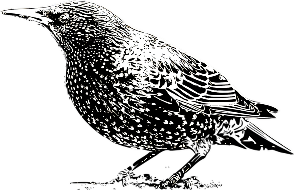 Striking Starling Silhouette Wallpaper: Intricate Plumage Design