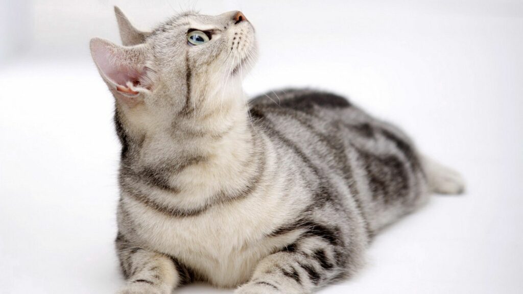 Curious Tabby Cat Wallpaper: 1920x1080 Striking Eyes & Stripes