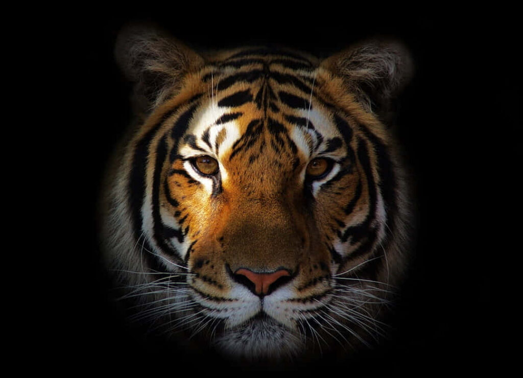 Intense Tiger Face Wallpaper: Majestic Stripes on Dark Background