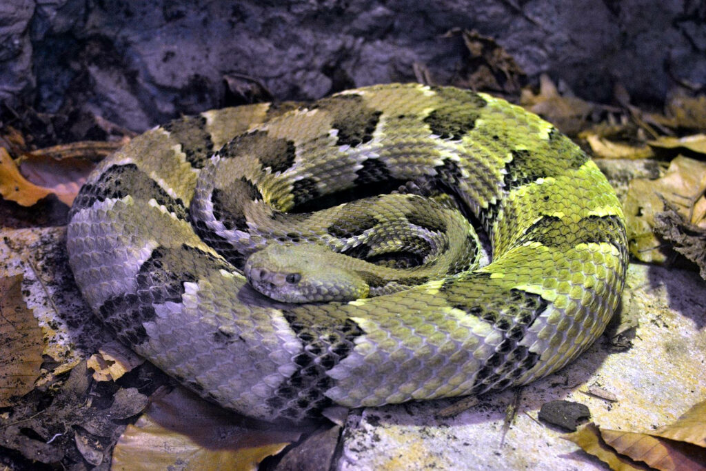 Coiled Timber Rattler Snake Wallpaper: Nature's Intricate Camouflage