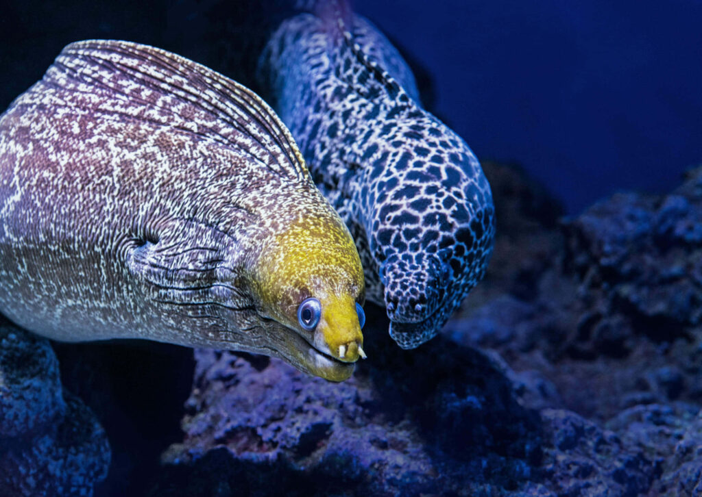 Vibrant wallpaper of two striking eels with intricate patterns on deep blue aquatic background