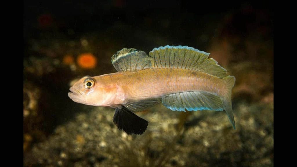 Close-up of pale Goby fish with blue dorsal fin and black pectoral fin on dark seabed background Wallpaper