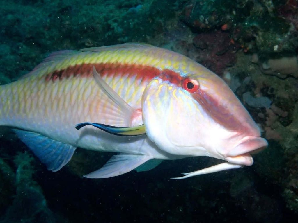Colorful goatfish with cleaner wrasse on dark reef underwater marine life wallpaper background