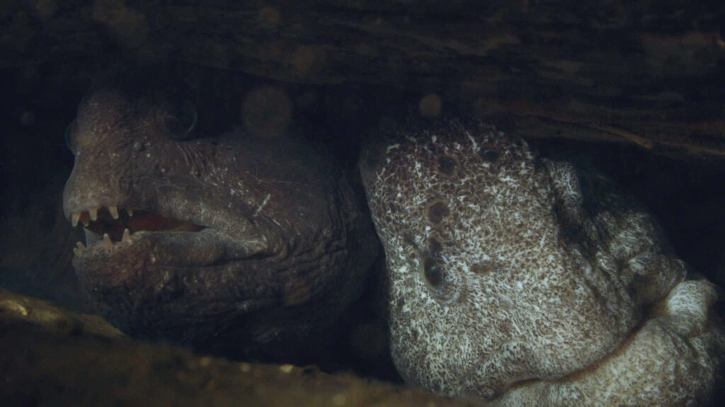 Enigmatic Wolf Eel: Intriguing Underwater Wallpaper Background