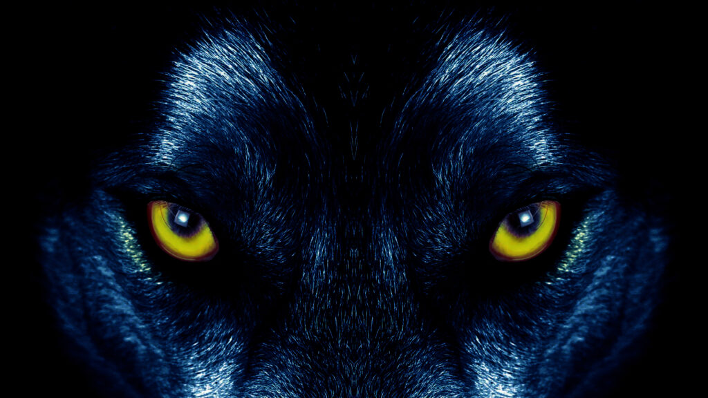 Glowing Eyes of a Wolf: Striking Dark Background Wallpaper