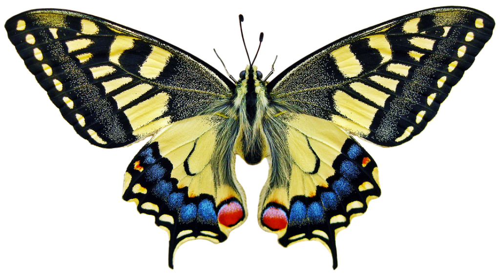 Vibrant Yellow Butterfly with Black & Blue Accents - Wallpaper Background