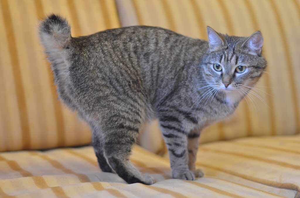 Charming Striped Bobtail Cat on Sofa: Cozy Home Background Wallpaper