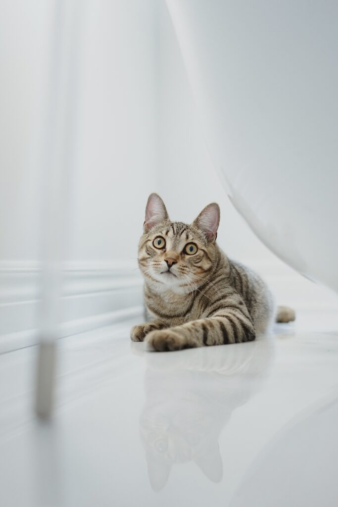 Curious Striped Brown Cat Lounging - High-Res Pet Wallpaper