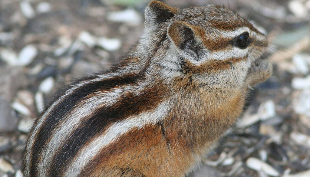 Striped Brown Chipmunk with Natural Background Wallpaper