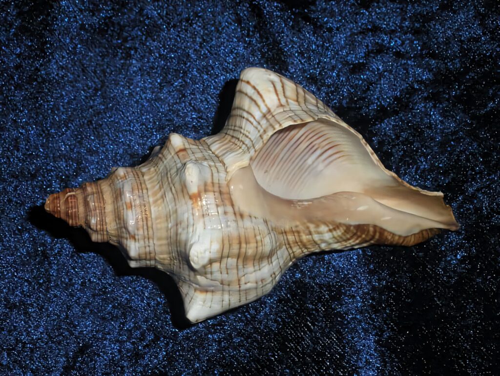 Close-up of striped Buccinidae sea shell with brown cream ridges on deep blue textured background Wallpaper