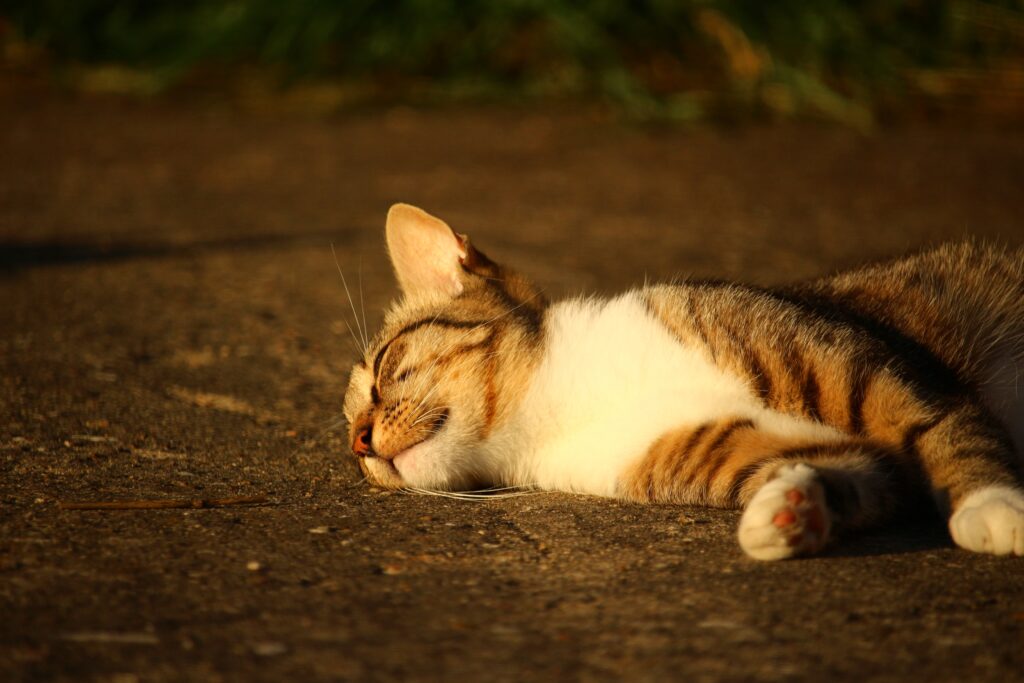 Striped Cat Basking in Sunlight on Warm Surface - Peaceful Moment Wallpaper