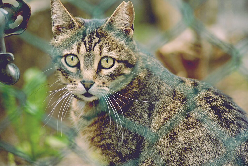 Striped Cat Behind Mesh Fence: Engaging Nature Scene Wallpaper