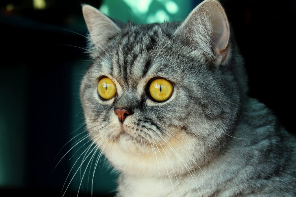 Close-Up Wallpaper of a Striped Cat with Captivating Yellow Eyes