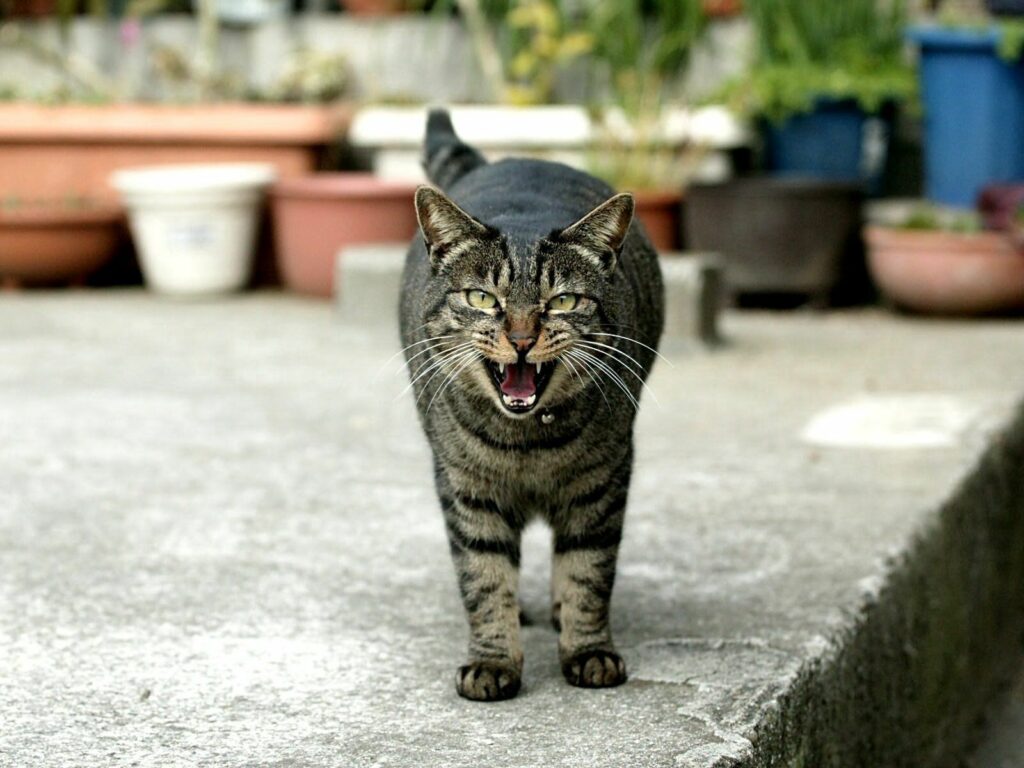 Striped Cat Mid-Meow on Concrete with Potted Plants Background Wallpaper
