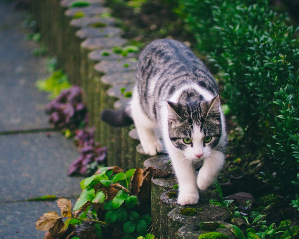 Graceful Striped Cat Walking in Lush Garden Path Background Wallpaper