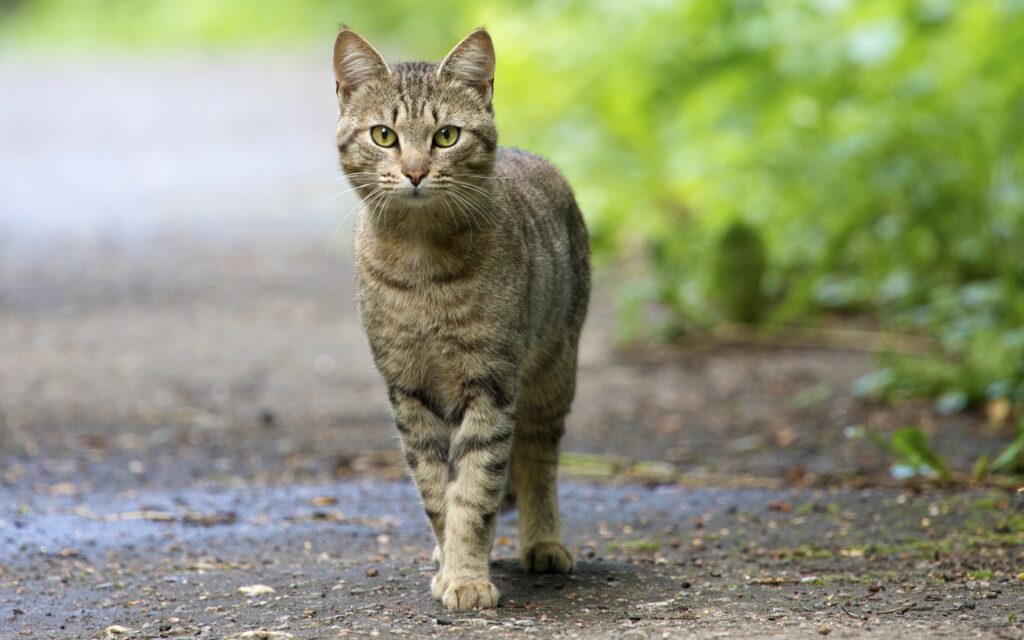 Striped Cat Walking on Path with Lush Greenery - Nature Wallpaper
