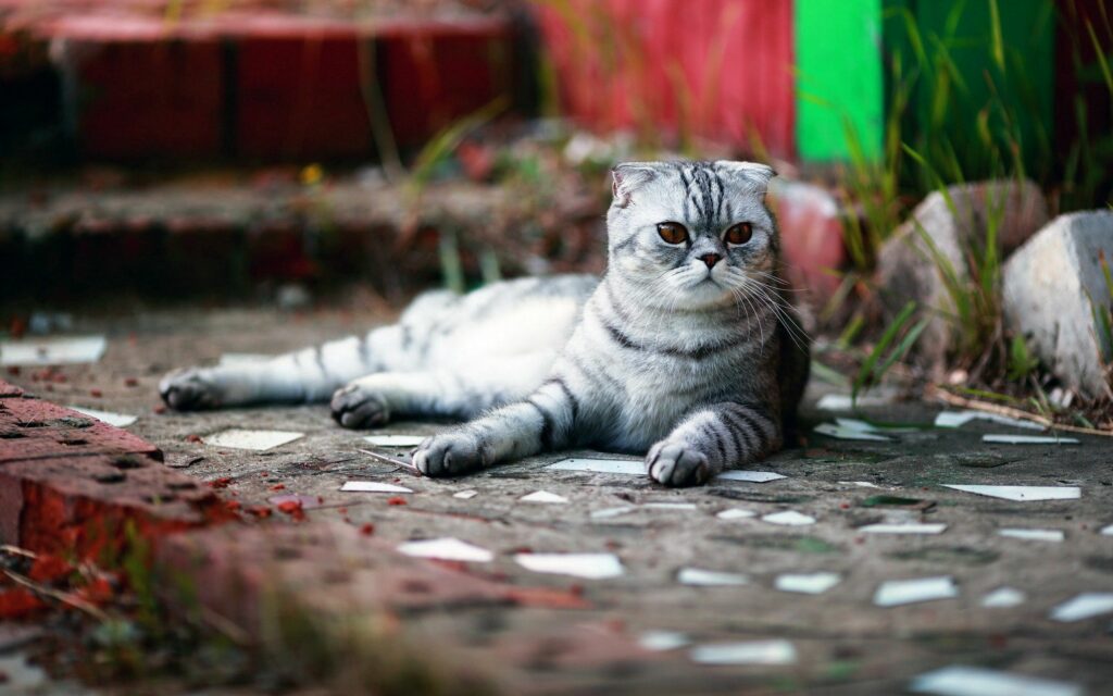 Striped Cat Relaxing on Colorful Mosaic Tiled Background Wallpaper
