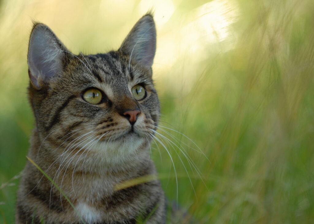 Striped Cat in Lush Grass: Curious Expression & Blurred Background Wallpaper