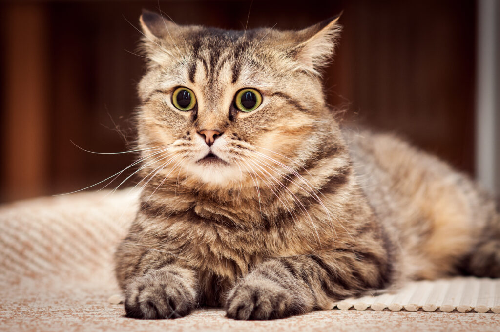 Fluffy Striped Cat with Surprised Eyes – Vibrant Animal Wallpaper