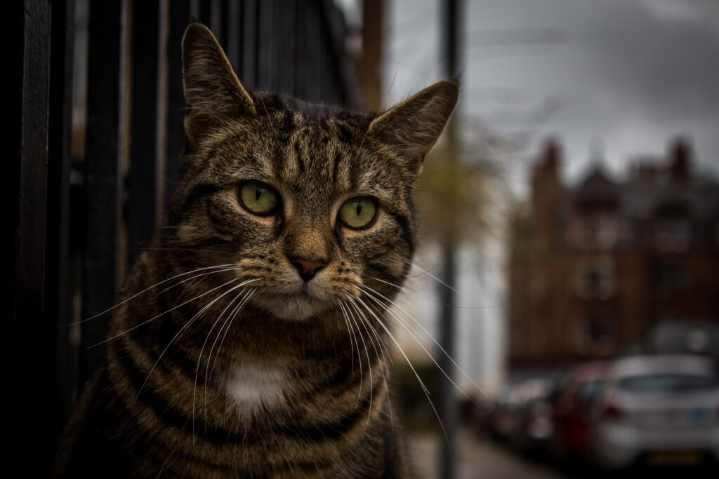 Somber Striped Cat Gazes at Viewer with Urban Background Wallpaper