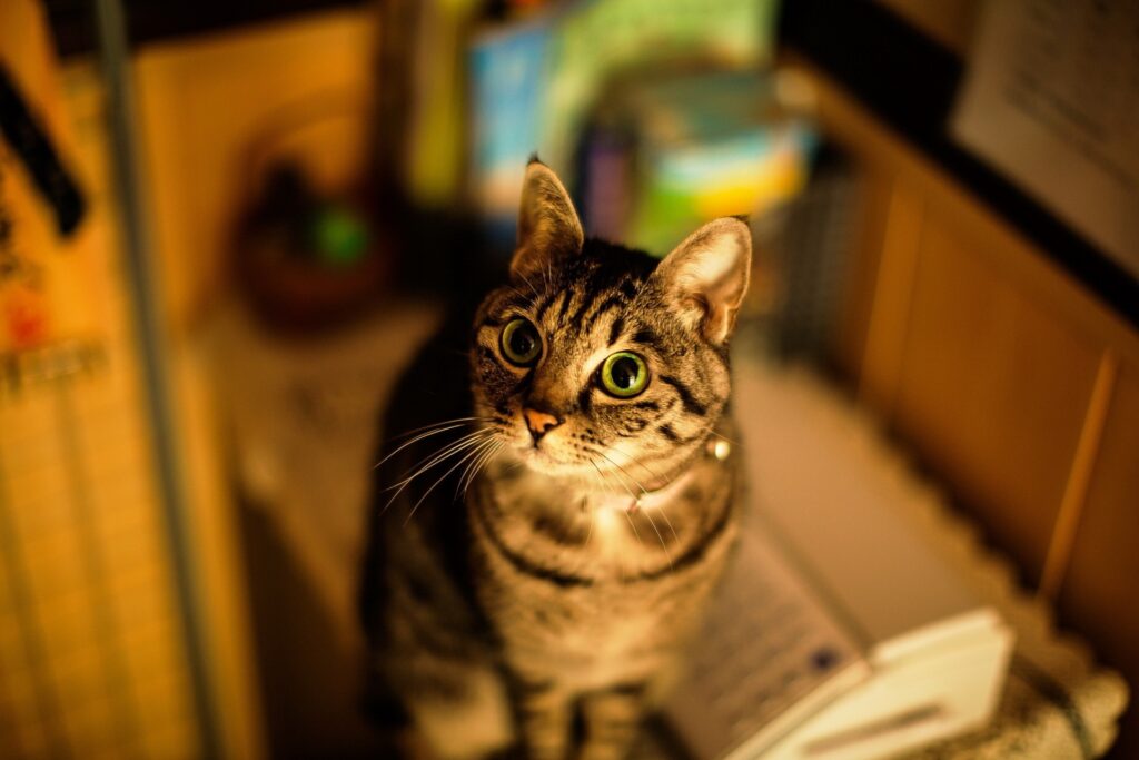 Striped Cat Wallpaper: Striking Eyes & Blurred Background Design