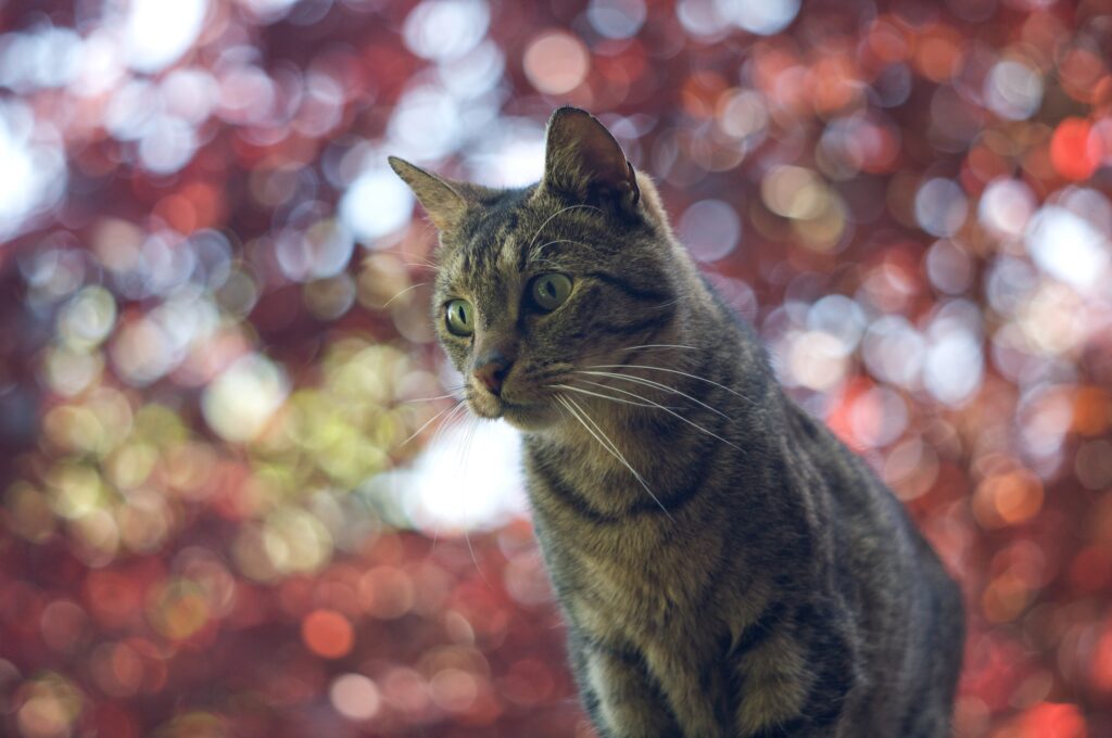 Striped Cat with Striking Gaze & Red Bokeh Background Wallpaper