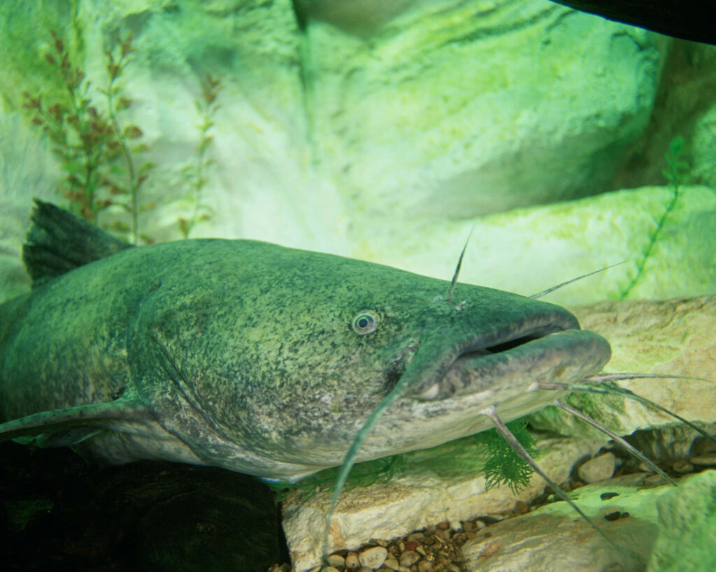 Close-up of striped catfish with whiskers and textured scales in natural underwater habitat wallpaper