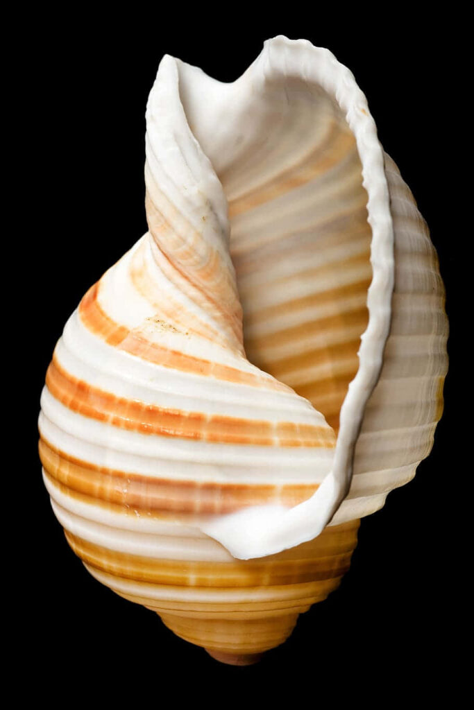 Striped cockle shell with cream and orange hues on black background detailed textured wallpaper