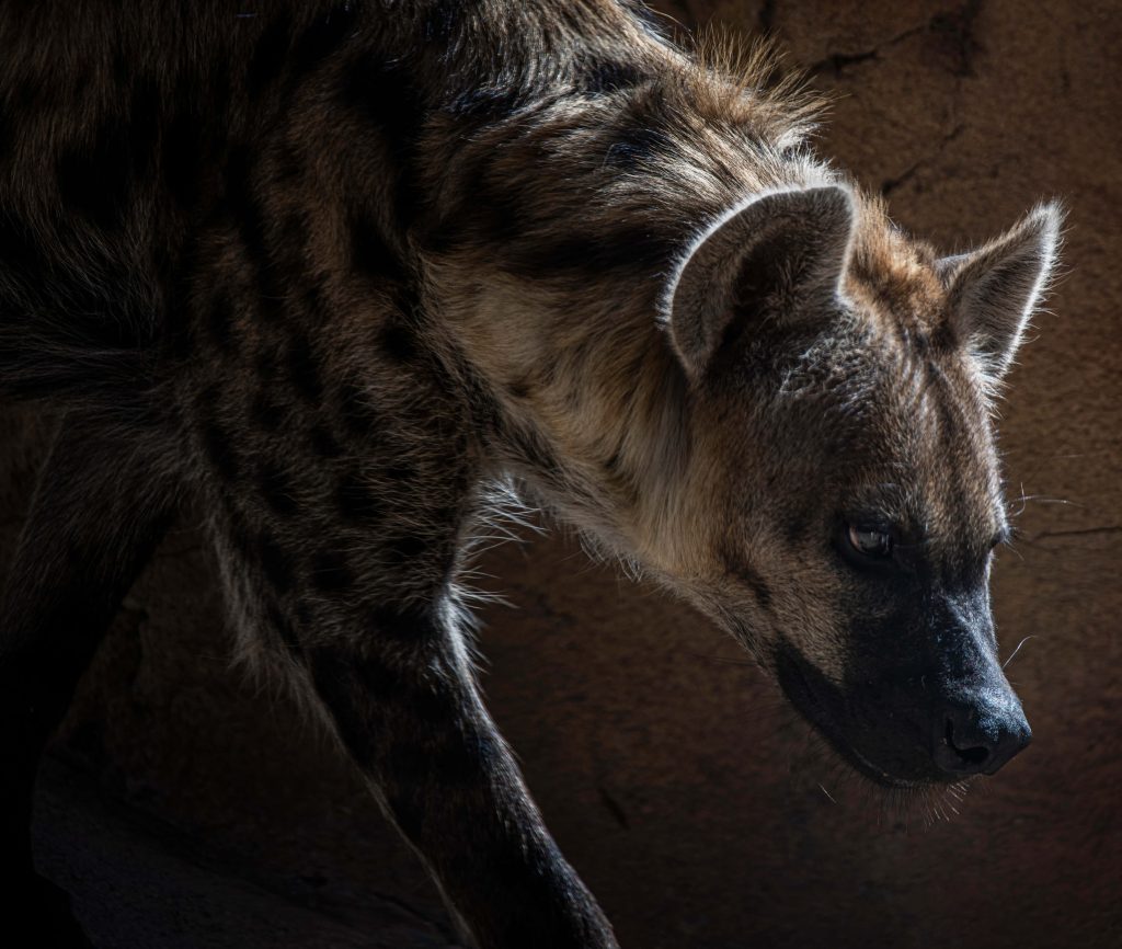 Striped hyena with dramatic rim lighting emerging from shadows in cinematic moody nature scene Wallpaper