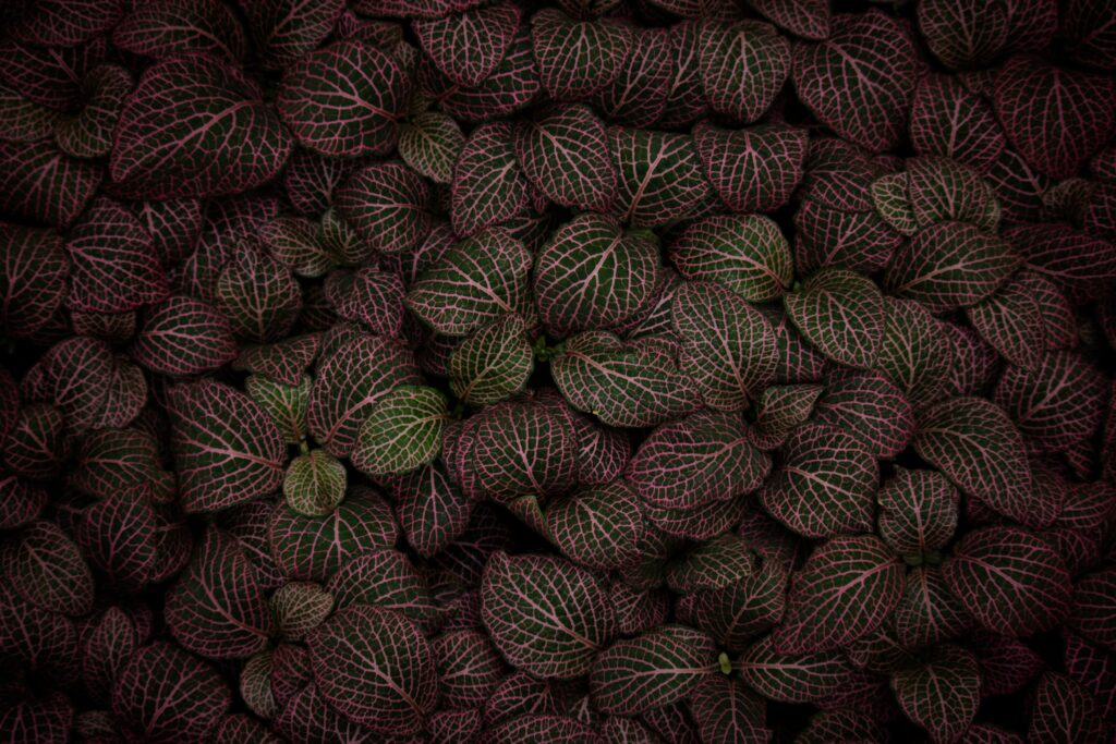 Intricate Striped Pink & Green Leaf Wallpaper Background