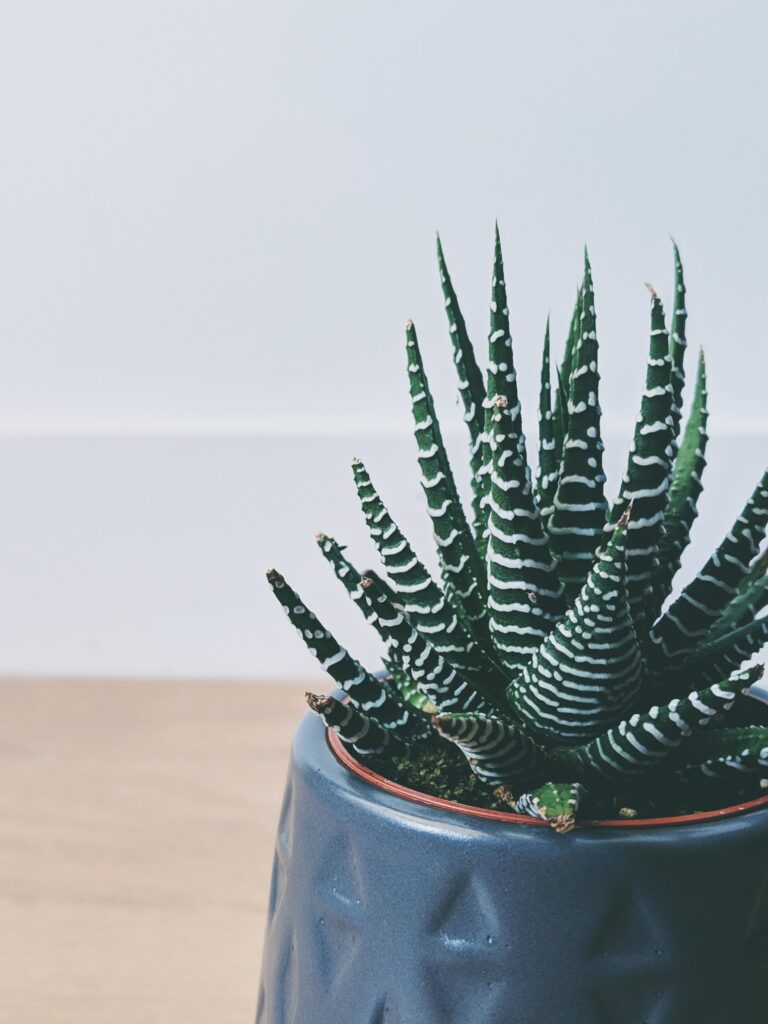Exquisite Striped Succulent in Decorative Pot for Minimalist Decor Wallpaper