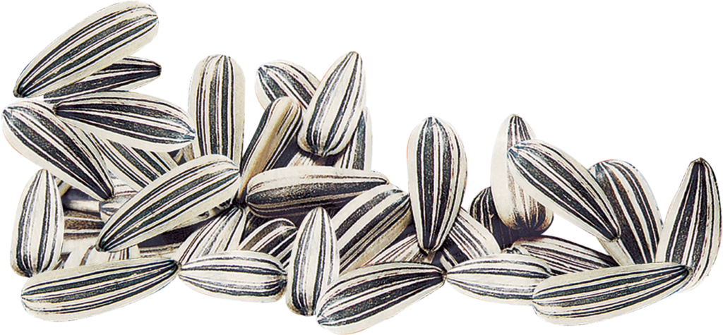 Close-Up of Striped Sunflower Seeds on Transparent Background Wallpaper