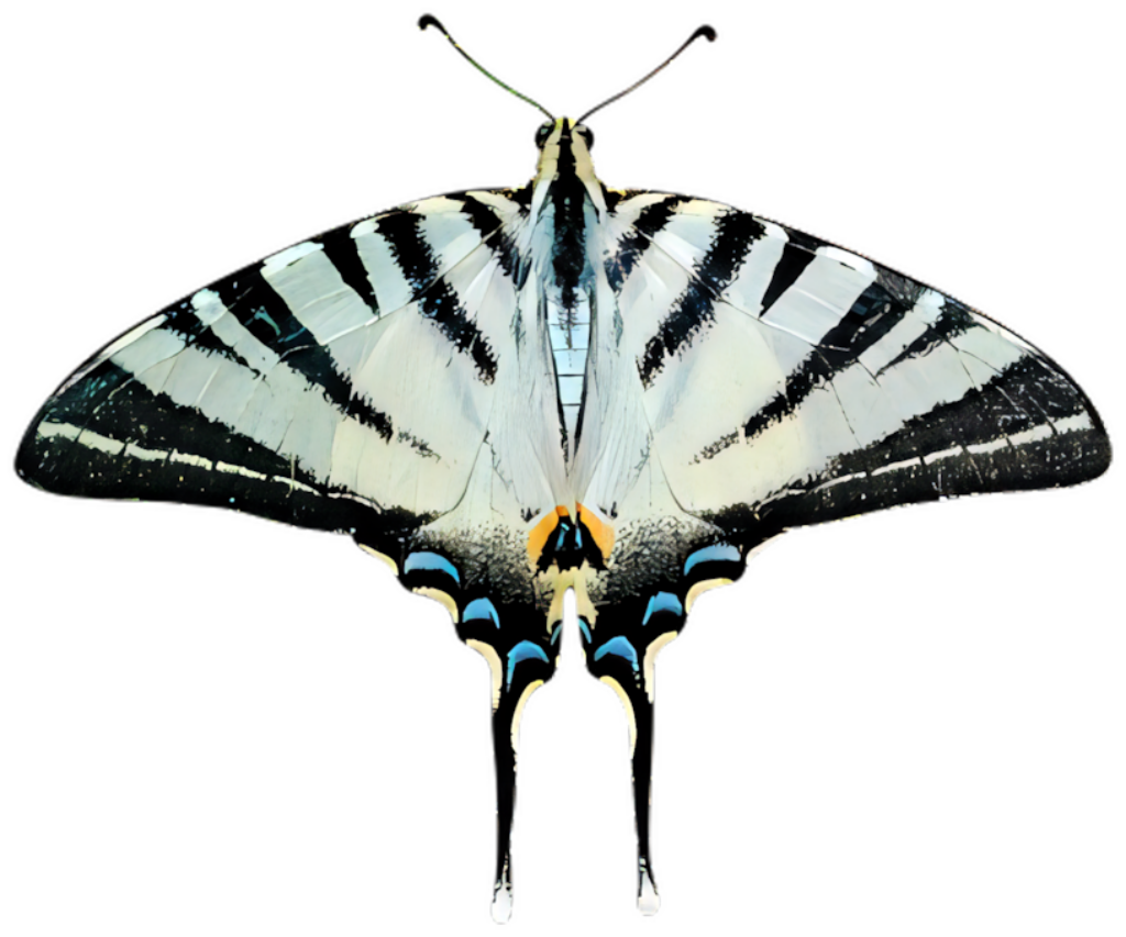 Striped Swallowtail Butterfly Wallpaper: Elegant Black & White Design