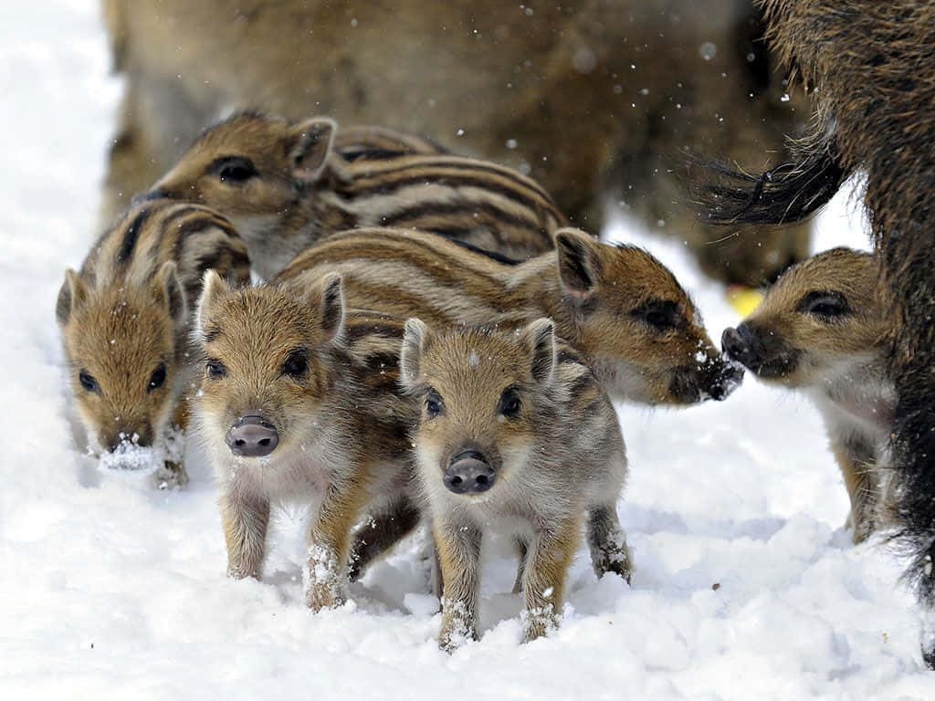 Striped wild boar piglets exploring snowy winter landscape in high-quality wildlife photo background Wallpaper