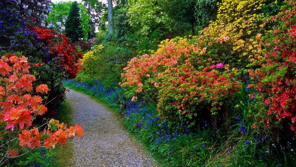 Springtime Stroll: Garden Pathway Enveloped in Vibrant Blooms - HD Wallpaper
