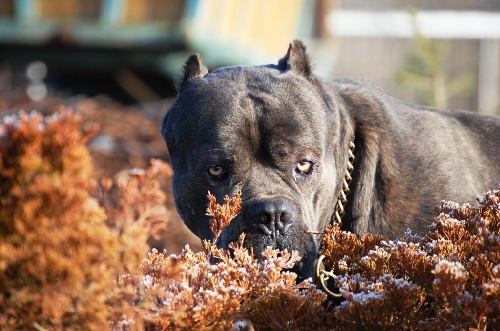 Focused Cane Corso Among Autumn Leaves - Strength & Beauty Wallpaper