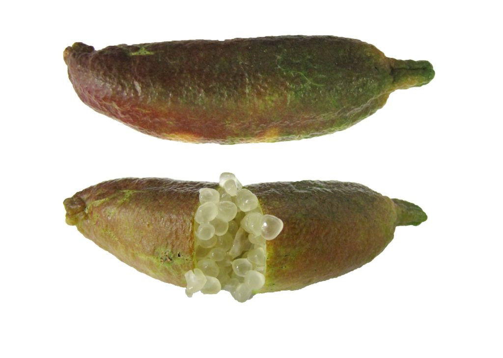 Two Australian finger limes with textured skin and translucent caviar-like pulp on white background Wallpaper