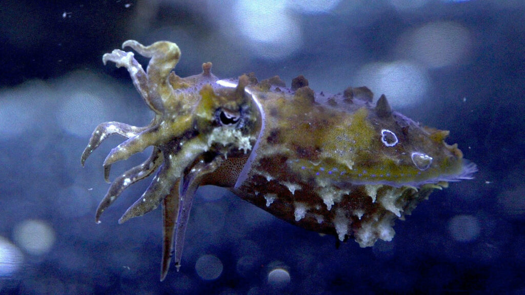 Vibrant Stumpy-Spined Cuttlefish Wallpaper with Blurred Background