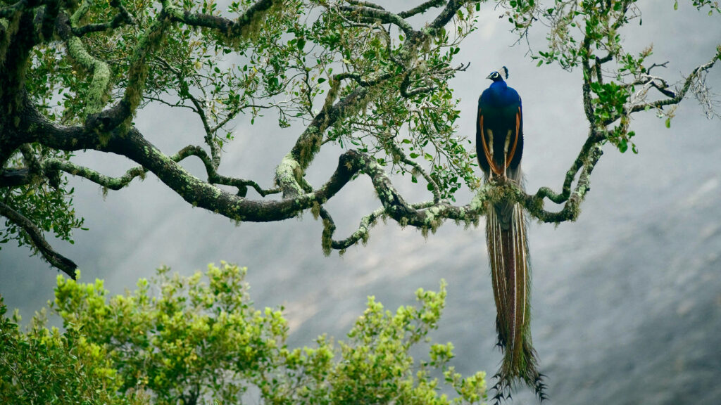 Stunning HD Peacock Wallpaper on Gnarled Tree Branch - 1920x1080