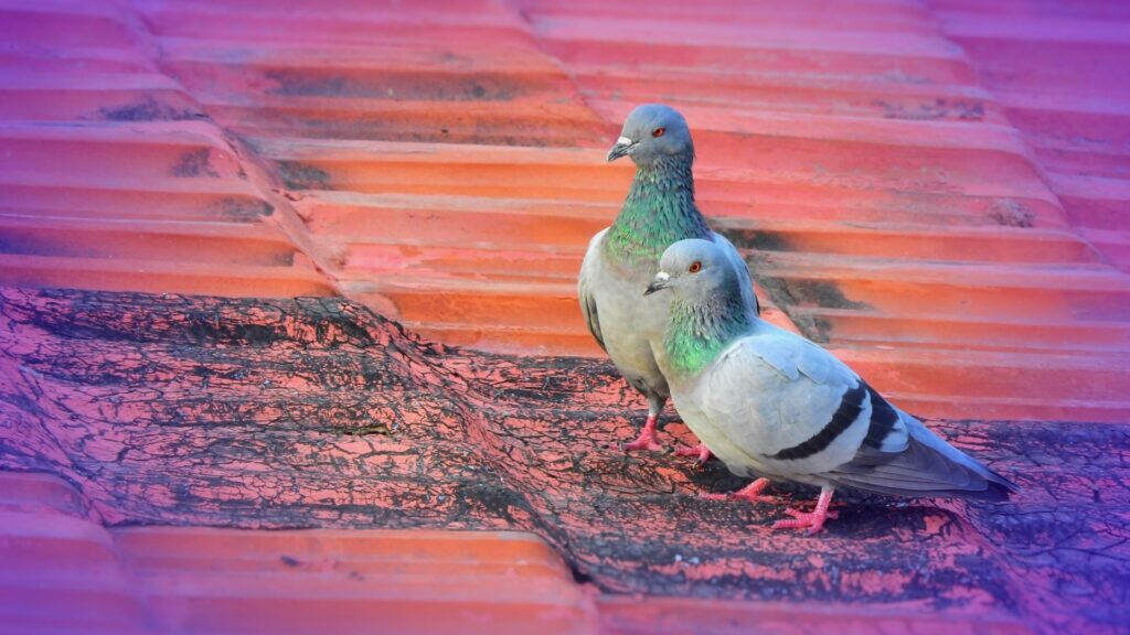 Stunning 1920x1080 HD Wallpaper of Feral Pigeons on Rustic Roof