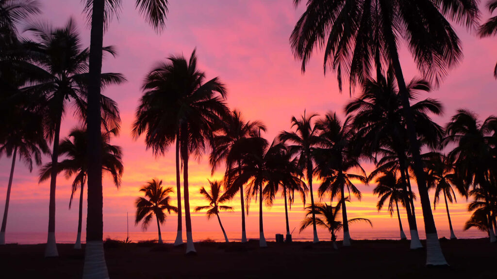 Tropical Sunset Wallpaper: Silhouetted Palm Trees in Vivid Colors