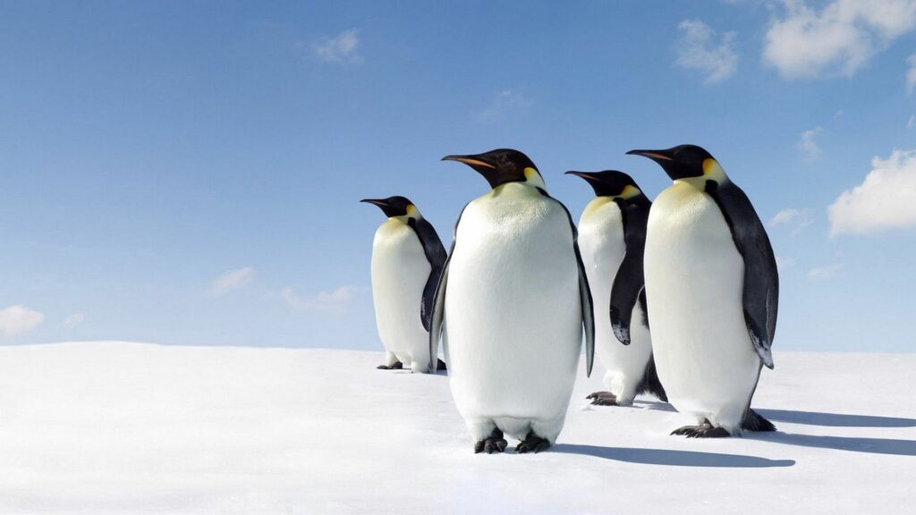 Scenic Penguins on Snowy Landscape Wallpaper - 1920x1080 Background