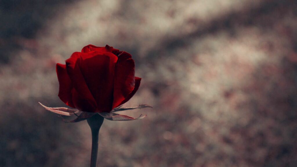 Stunning 1920x1080 Red Rose Wallpaper on Dark Background